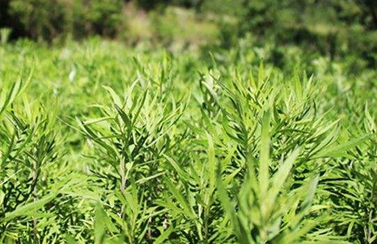 艾草艾葉在生活中有什么用途？